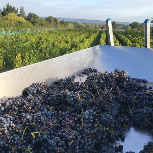 vendanges 2017