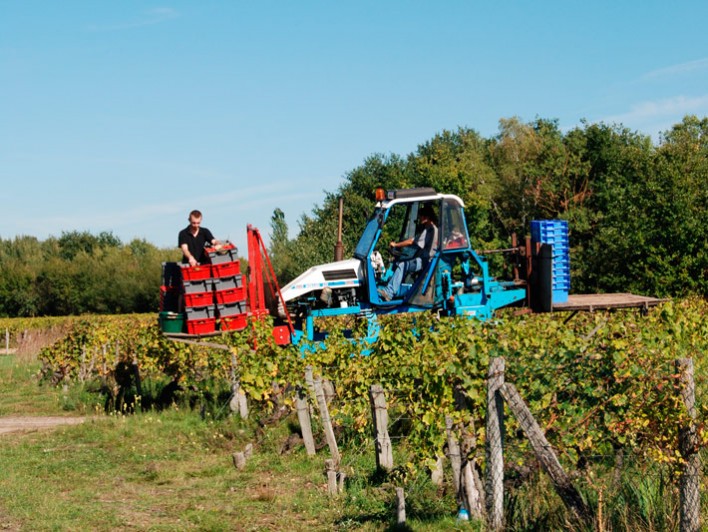 Vendanges manuelles à Montlouis sur Loire